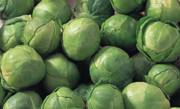 Brussels Sprout 'Fillbasket' Pack Kings Quality Vegetable Seeds