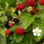 Alpine Strawberry Alexandria Pack Suffolk Herbs Garden Seeds