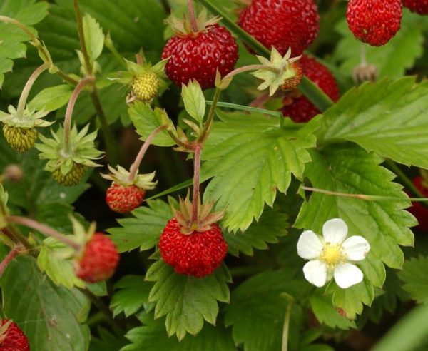 Alpine Strawberry Alexandria Pack Suffolk Herbs Garden Seeds