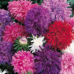 Aster 'Ostrich Plume Mixed' Pack Kings Quality Seeds