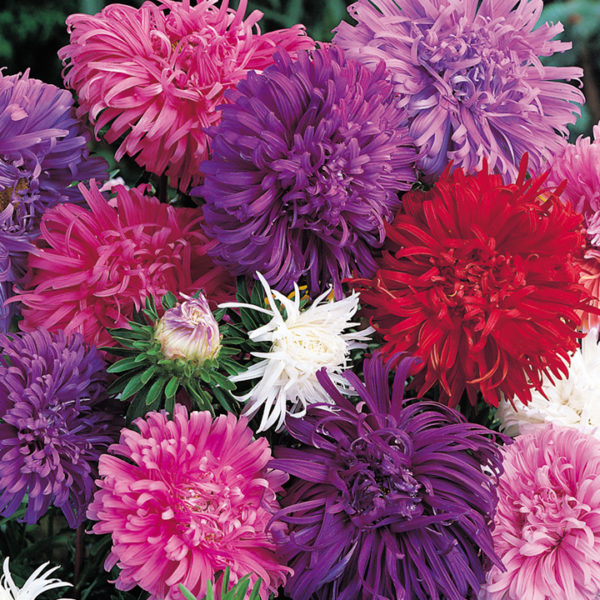 Aster 'Ostrich Plume Mixed' Pack Kings Quality Seeds