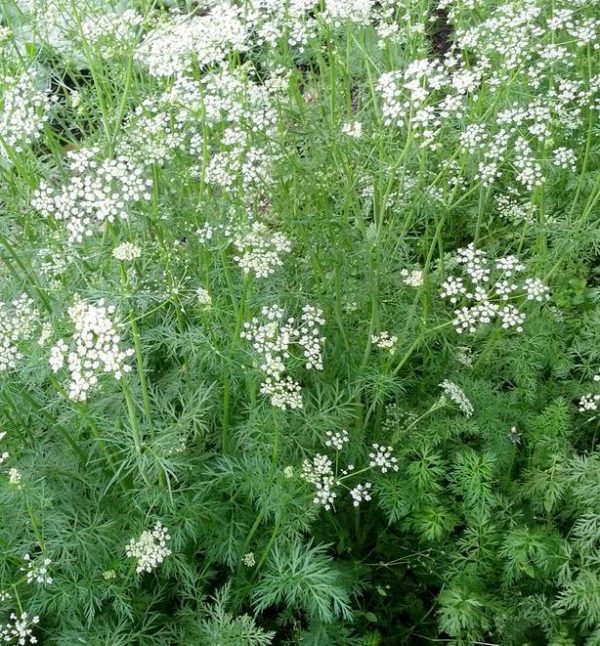 Cumin 'Cuminum Cyminum' Seed Suffolk Herbs Pack Seeds