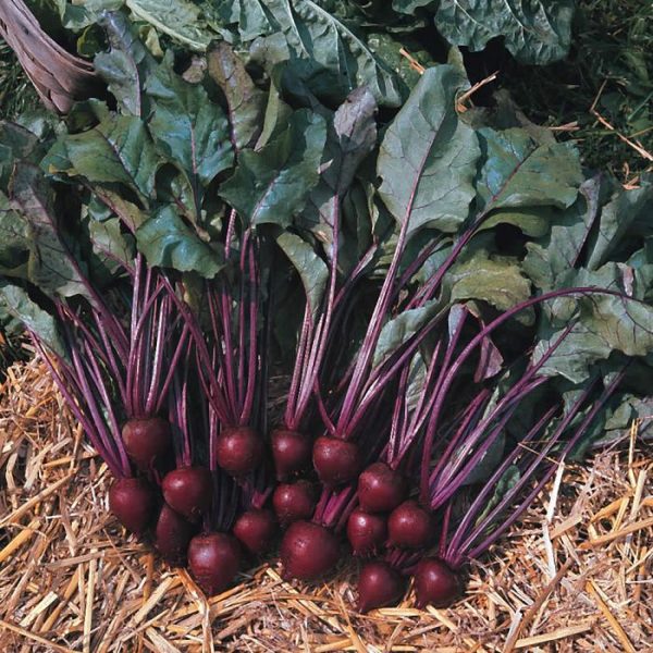 Beetroot Pablo F1 RHS AGM Pack King's Vegetable Seeds