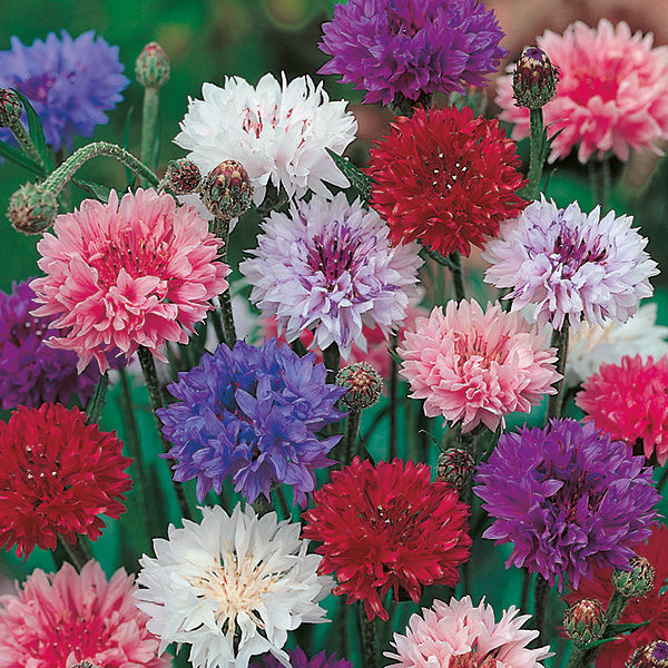 Cornflower 'Double Mixed' Pack Kings Flower Seeds
