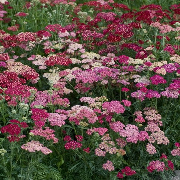 Achillea Summer Berries F2 Pack Kings Perennial Flower Seeds