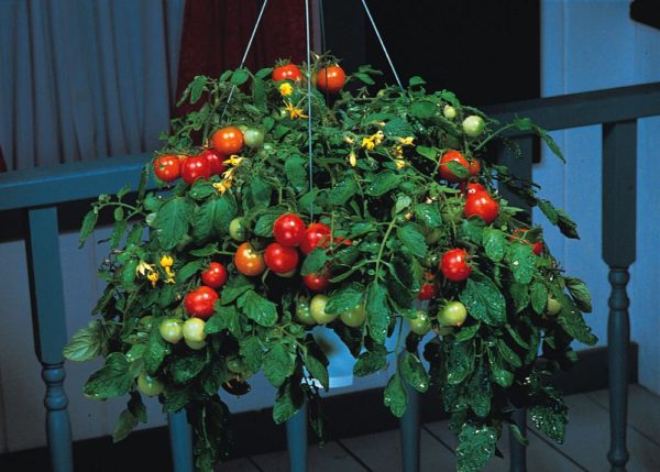 Tomato Seed 'Tumbler F1' Pack Kings Quality Vegetable Seeds