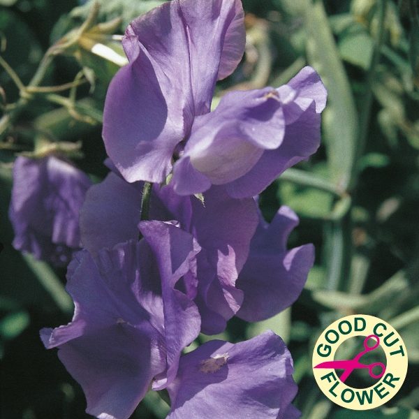 Sweet Pea 'Blue Velvet' Kings Quality Pack Flower Seeds