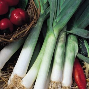 Leek 'Jolant' King's Quality Pack Vegetable Seeds