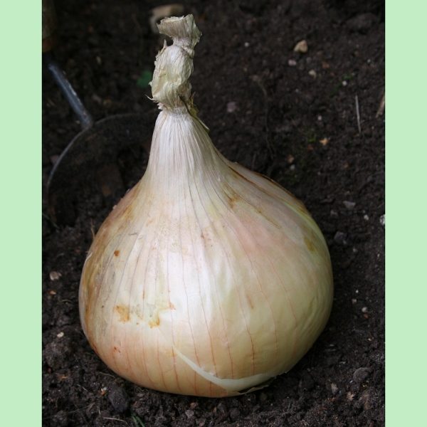 Onion 'Globo' King's Quality Pack Vegetable Seeds