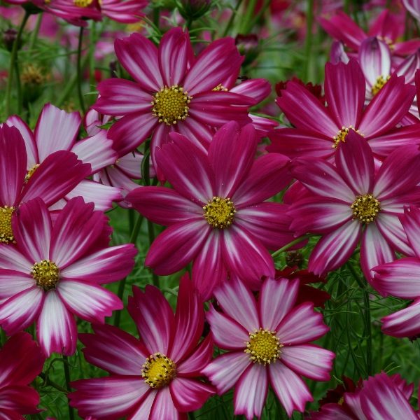 Cosmos Cosimo Red-White Kings Quality Flower Seeds