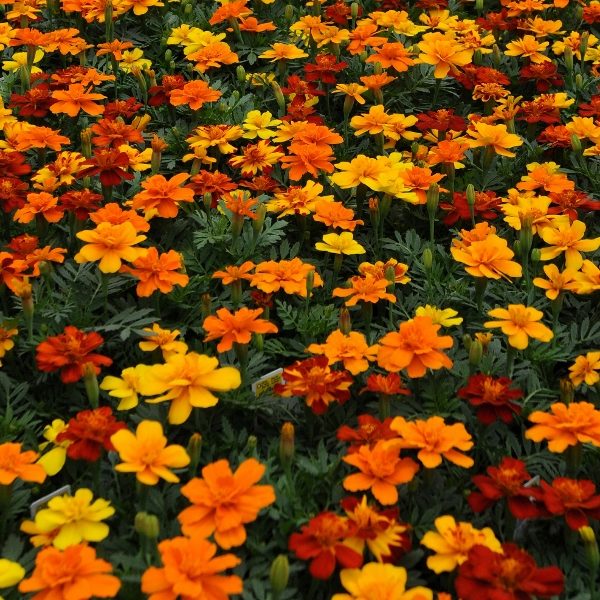 French Marigold Durango Mixed Pack Kings Quality Seeds