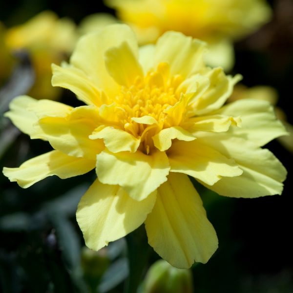 French Marigold 'Alumia Vanilla Cream' King's Quality Pack Flower Seed