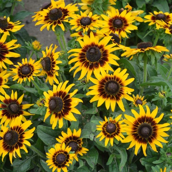 Rudbeckia Hirta Kelvedon Star Kings Pack Quality Seeds