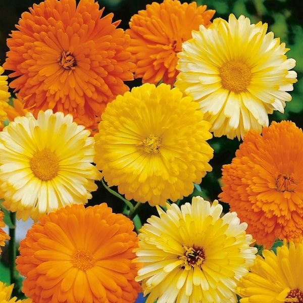 Calendula 'Art Shades Mixed' Pack King's Quality Seeds