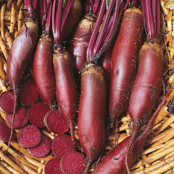 Beetroot 'Cylindra' Pack King's Quality Garden Vegetable Seeds