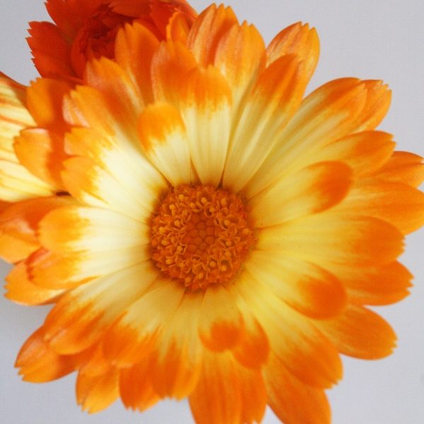 Calendula 'Oopsy Daisy' Kings Pack Quality Seeds