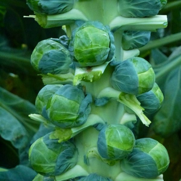 Brussels Sprout Brodie F1 Pack Vegetable Seed King's Seeds