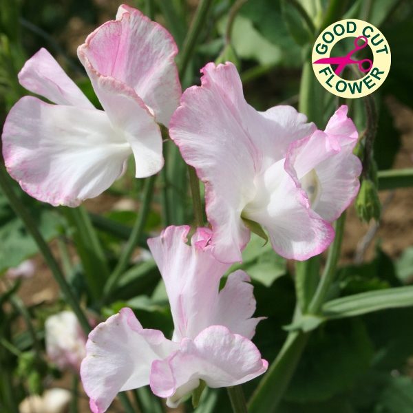 Sweet Pea 'Cirrus' (AGM) King's Quality Pack Flower Seed