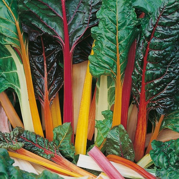 Leaf Beet 'Rainbow Chard' Kings Quality Pack Seeds