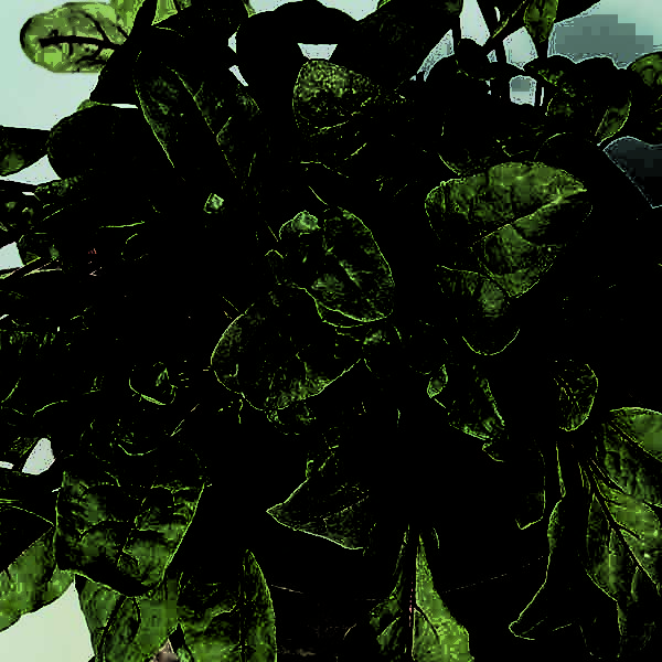 Leaf Beet 'Rhubarb Chard' Pack Kings Seeds