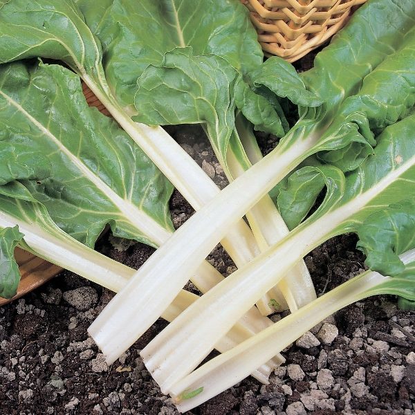 Leaf Beet 'Swiss Chard' Kings Quality Pack Seeds