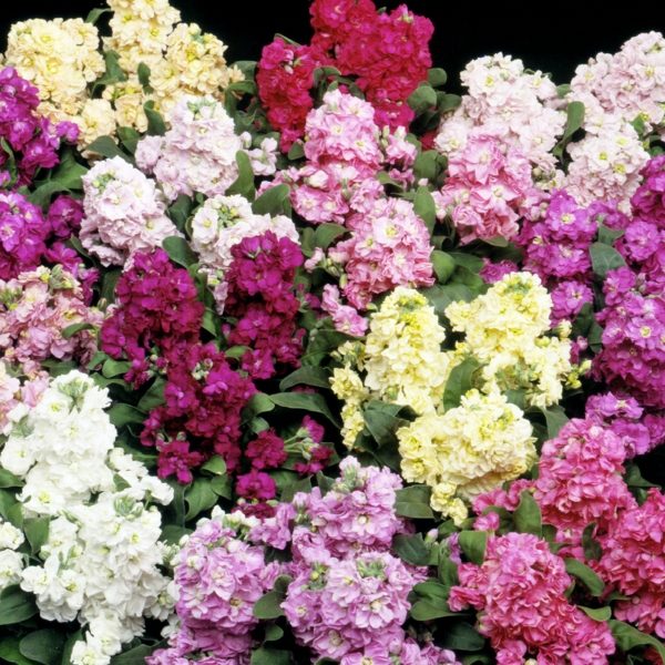 Stock Cinderella Mixed King's Quality Pack Flower Seeds