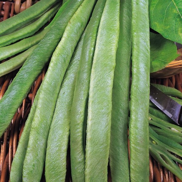 Runner Bean 'Streamline' Pack Kings Seed Vegetable Seeds