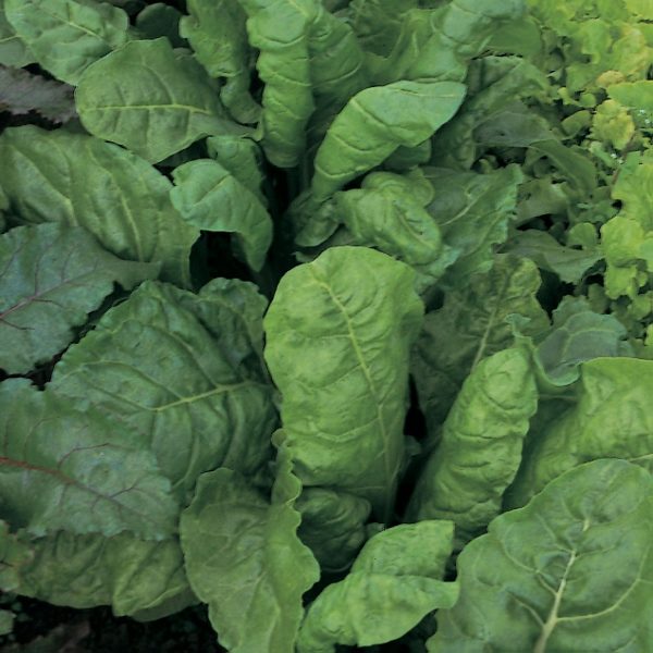Leaf Beet Perpetual Spinach (Award of Merit) Pack Kings Quality Seeds