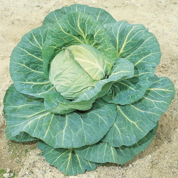 Cabbage 'Spring Hero F1' (Ballhead Type) Pack Kings Vegetable Seeds