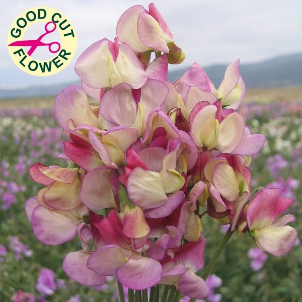 Sweet Pea 'Spanish Dancer' Kings Quality Pack Flower Seeds