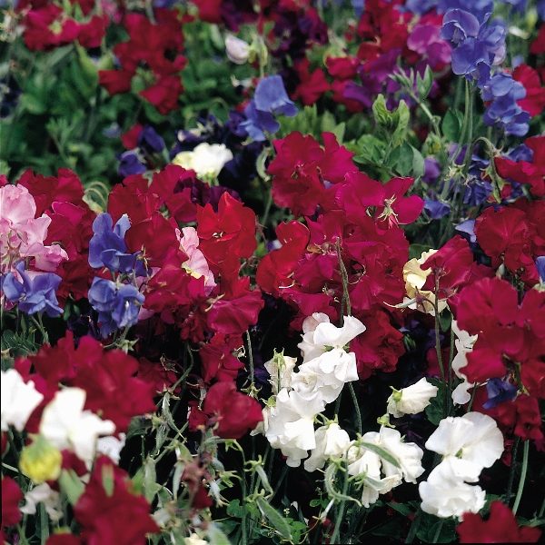 Sweet Pea Dwarf 'Snoopea' Kings Quality Pack Flower Seeds