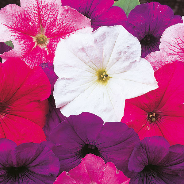 Petunia Seed 'Merlin' Mixed Pack Kings Flower Seeds