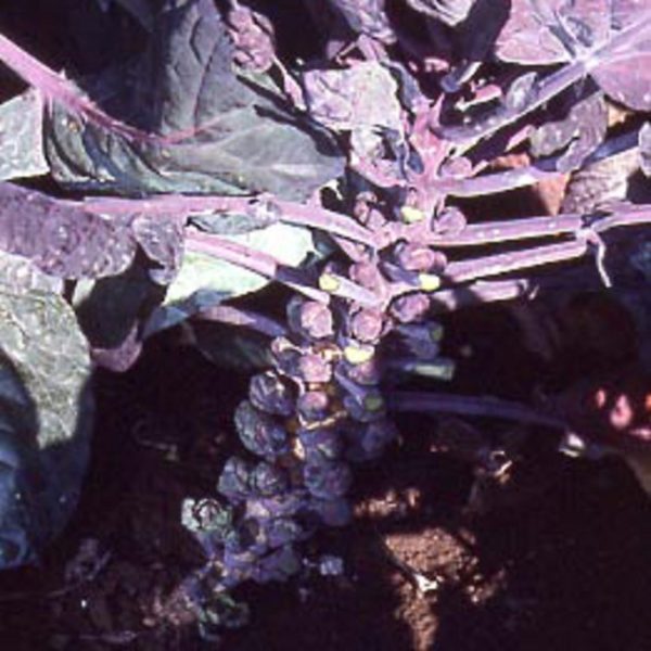 Brussels Sprout ''Red Bull'' Pack Vegetable Seeds Kings Seed