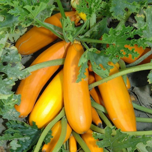 Courgette Golden 'Atena Polka' Pack Kings Quality Seeds