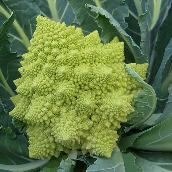 Cauliflower 'Romanesco' Pack Kings Vegetable Seeds