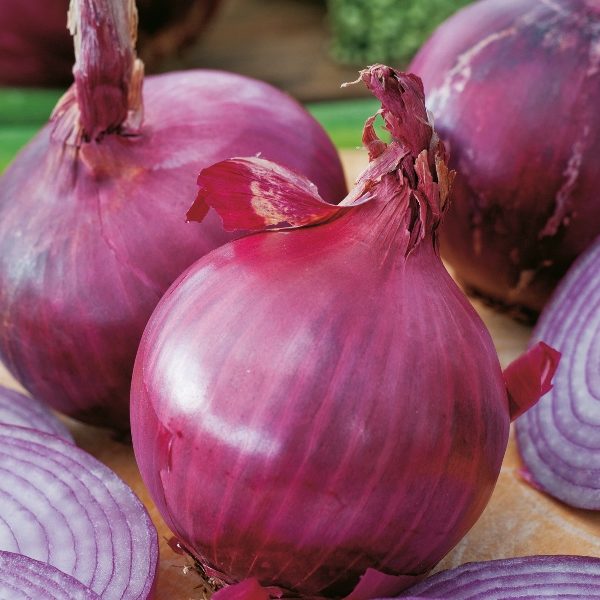 Onion 'Red Brunswick' Pack Kings Vegetable Garden Seeds