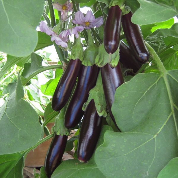 Aubergine Long Purple (Solanuum Melongen) Pack Kings Vegetable Seeds