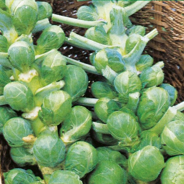 Brussels Sprout 'Darkmar 21' Kings Pack Vegetable Seeds