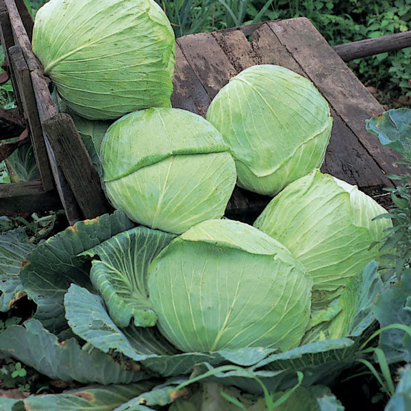Cabbage Golden Acre 'Primo 2' Pack Kings Vegetable Seeds