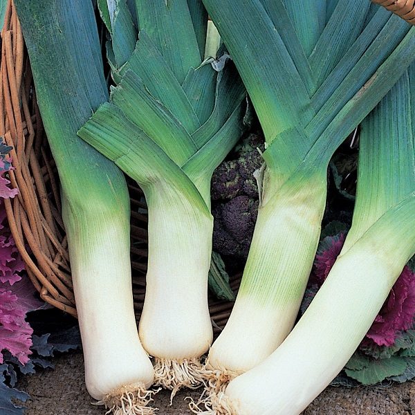 Leek 'Giant Winter' Pack Kings Vegetable Seeds