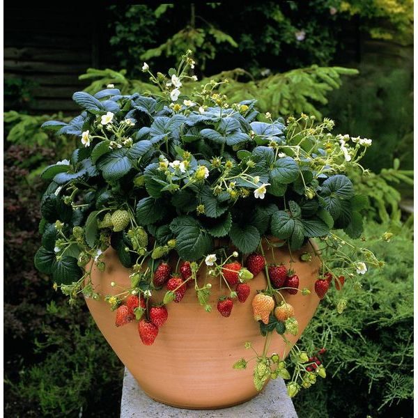 Strawberry 'Temptation F1' Pack Kings Vegetable Seeds