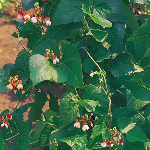 Runner Bean 'Painted Lady' Pack Kings's Vegetable Seeds