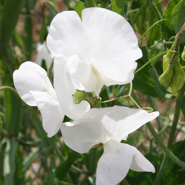 Sweet Pea 'Swan Lake' Kings Quality Pack Flower Seed