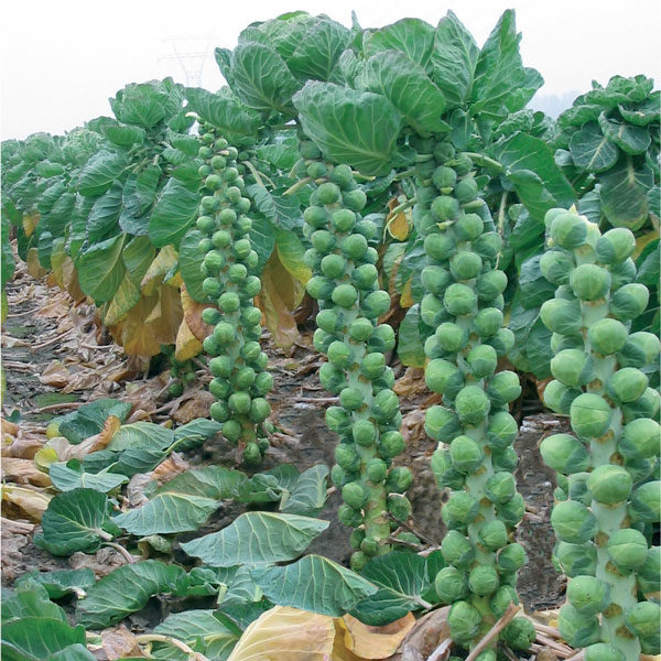 Brussels Sprouts 'Brendan F1' Pack Kings's Seeds
