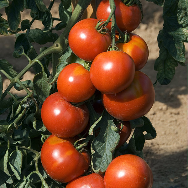 Tomato 'Fandango' F1 Pack Kings's Vegetable Seed
