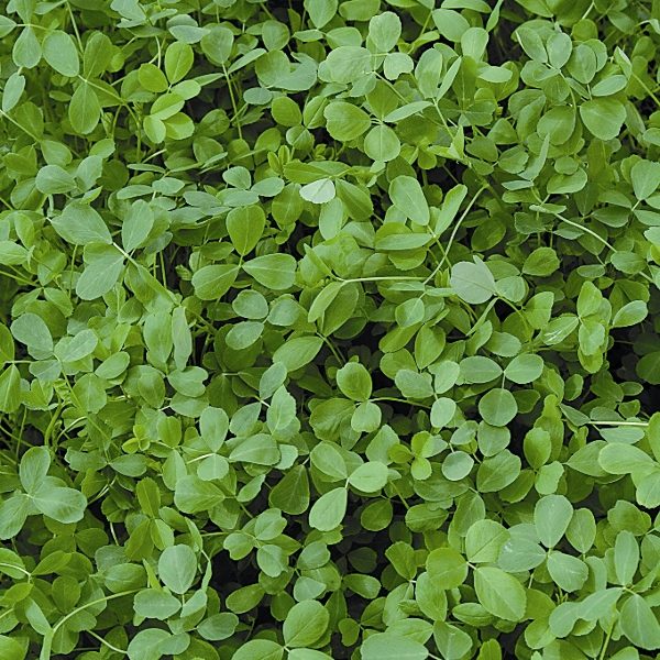 Green Manures Seed 'ALFALFA' Pack King's Seeds