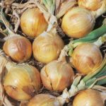 Onion 'Bedfordshire Champion' Pack Vegetable Seeds King's
