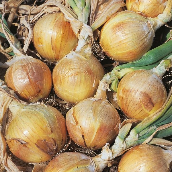 Onion 'Bedfordshire Champion' Pack Vegetable Seeds King's