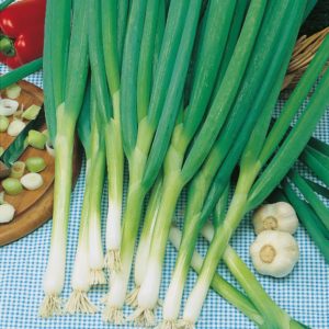 Spring Onion Ishikura RHS AGM Kings's Pack Seeds
