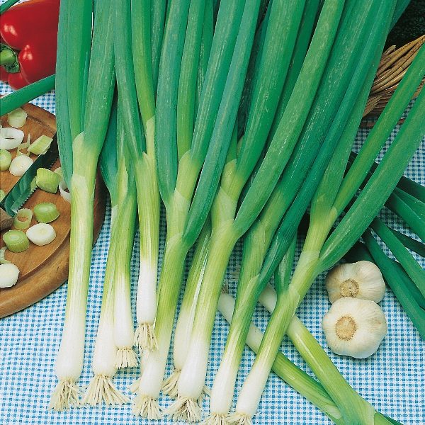 Spring Onion Ishikura RHS AGM Kings's Pack Seeds